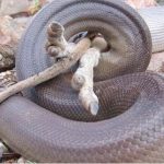 Olive python digesting a wallaby
