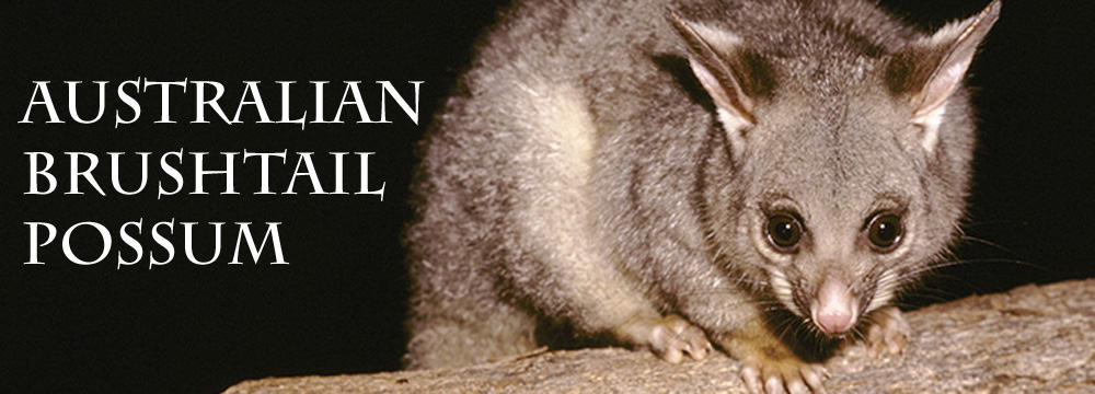 Details about   Peeper Possum Australian Native Animal Puppet 