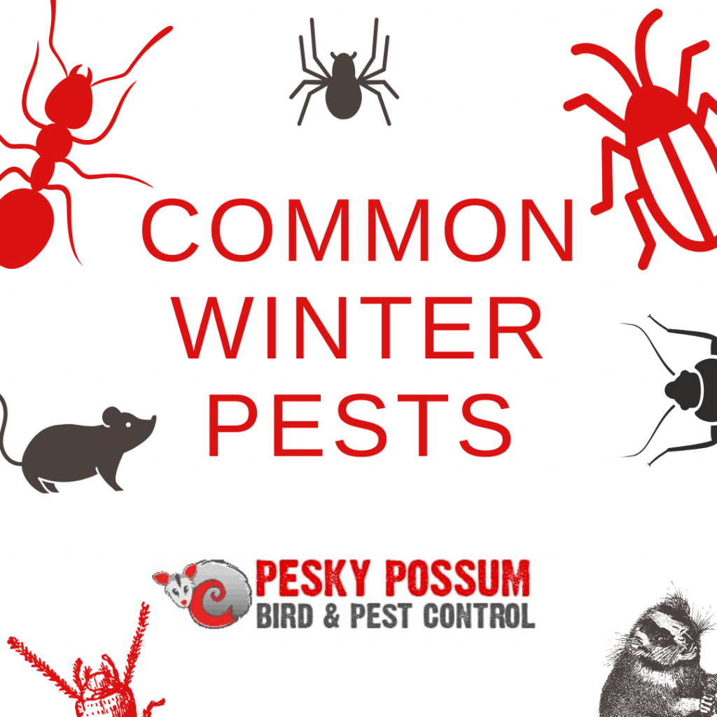 Common winter pests | Pesky Possum Bird & Pest Control