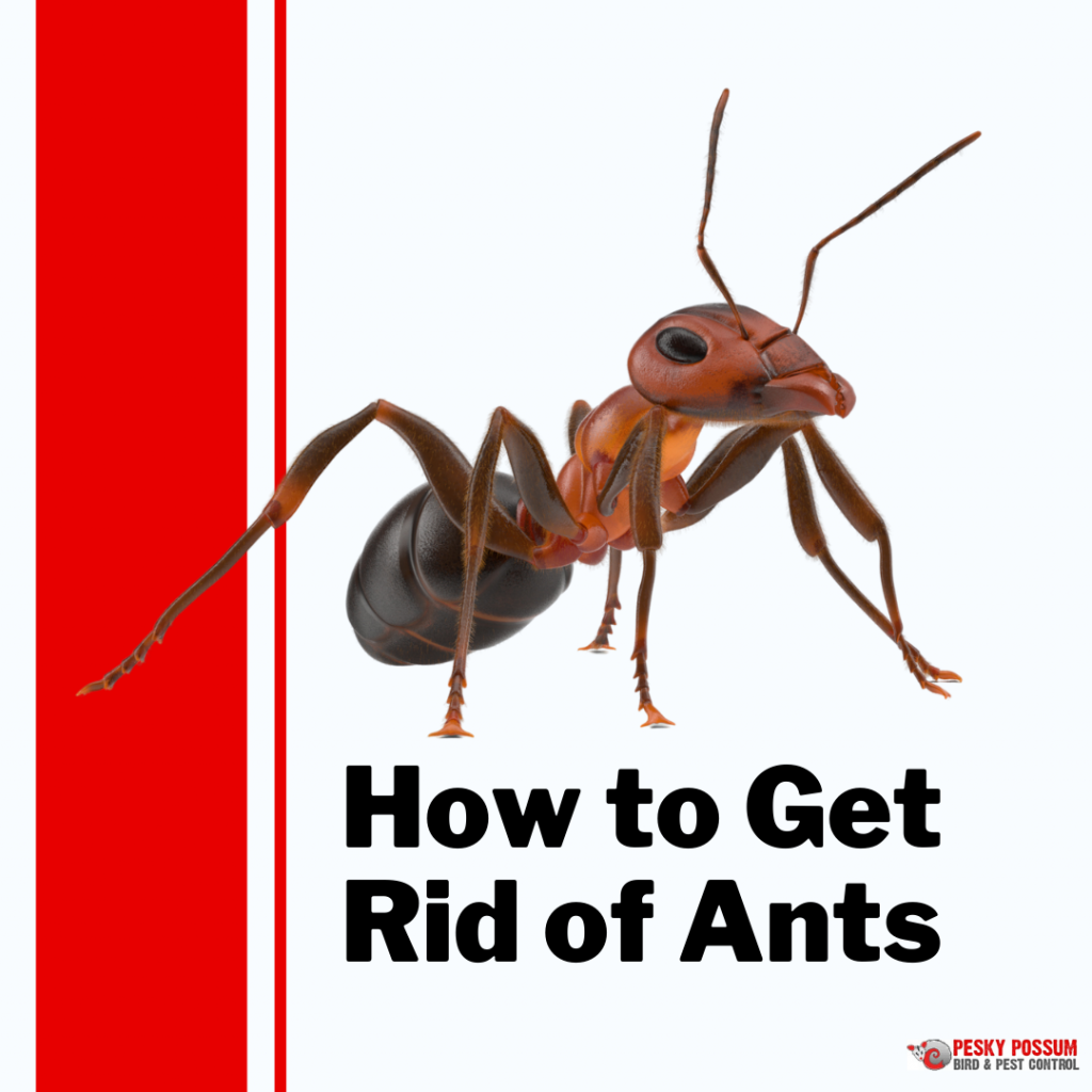 Pesky Possum Bird & Pest Control | The Best Natural Ways to Get Rid of Ants in Australia