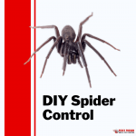 Pesky Possum Bird & Pest Control | DIY Spider Control
