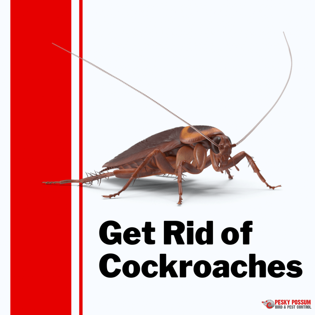 Pesky Possum Bird & Pest Control | Get Rid Of Cockroaches