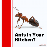 Pesky Possum Bird & Pest Control | How to Get Rid of Ants in Your Kitchen