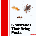 Pesky Possum Bird & Pest Control | 6 Mistakes That Bring Pests