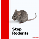 Pesky Possum Bird & Pest Control | How To Stop Rodents