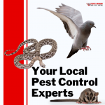 Pesky Possum – Your Local Possum, Bird and Pest Control Specialists