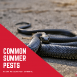 Pesky Possum Bird & Pest Control | Pests To Look Out For in the Australian Summer