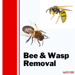 Pesky Possum Bird & Pest Control | Brisbane Bee and Wasp Removal