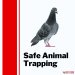 Pesky Possum Bird & Pest Control | Brisbane Animal Trapping