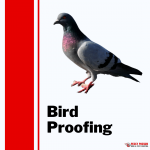 Pesky Possum Bird & Pest Control | Brisbane Bird Proofing