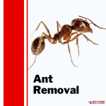Pesky Possum Bird & Pest Control | Ant Removal