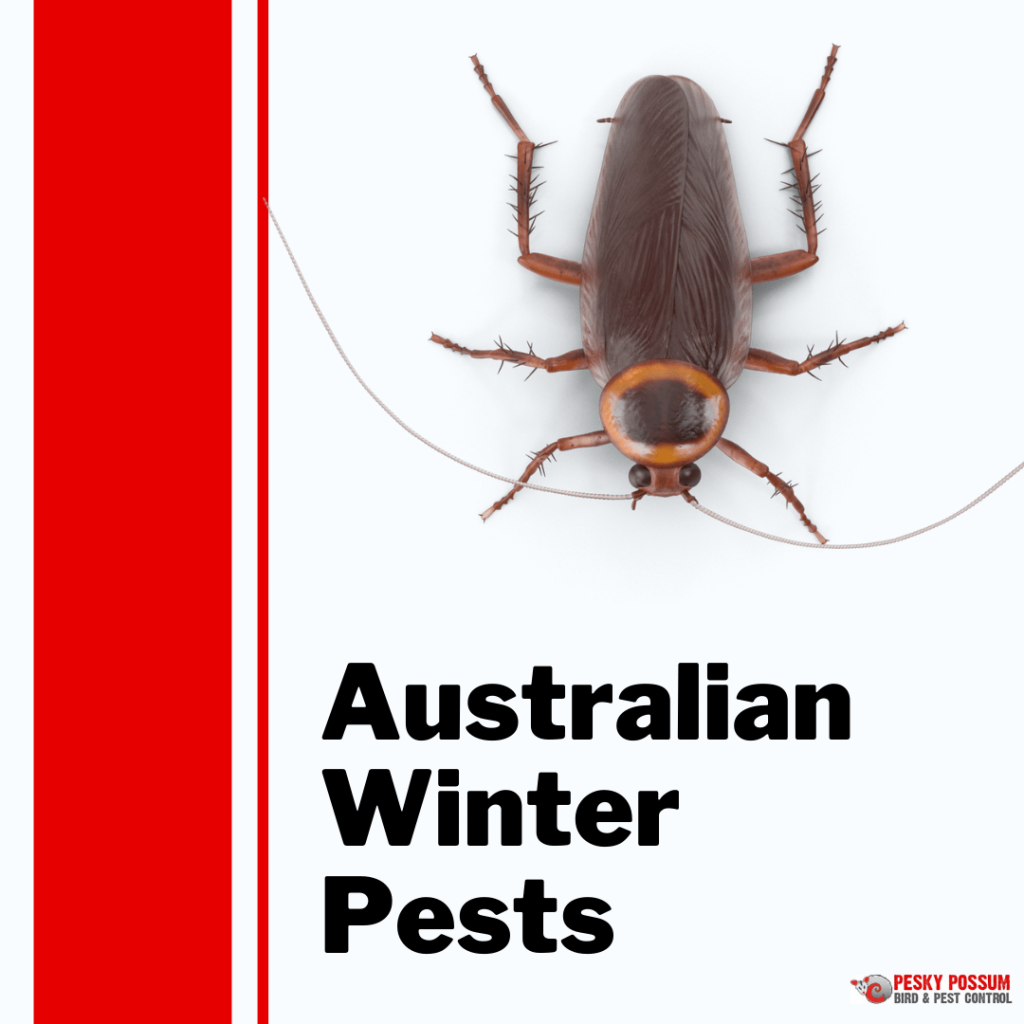Australian winter pests | Pesky Possum Bird & Pest Control