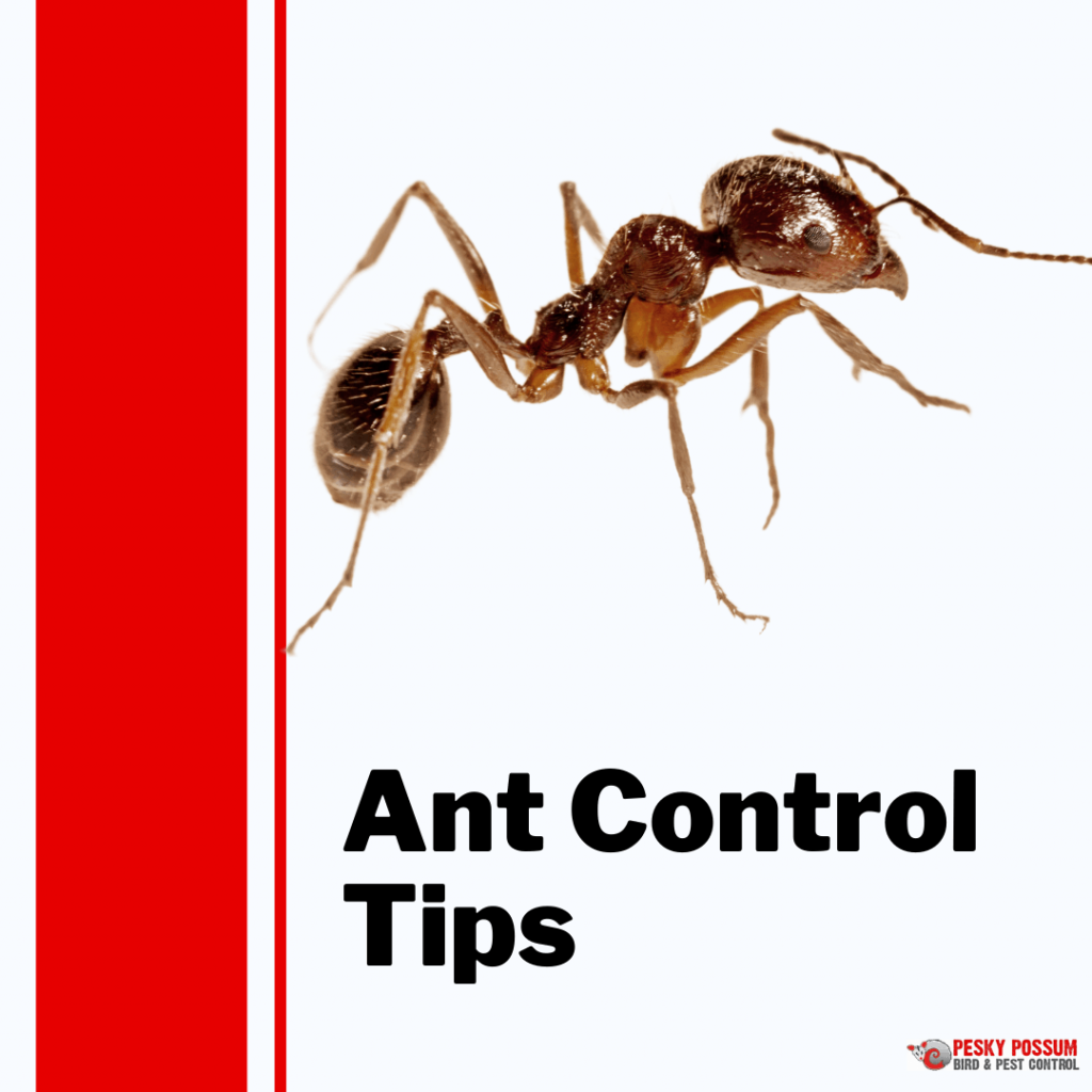 Brisbane ant control | Pesky Possum Bird & Pest Control