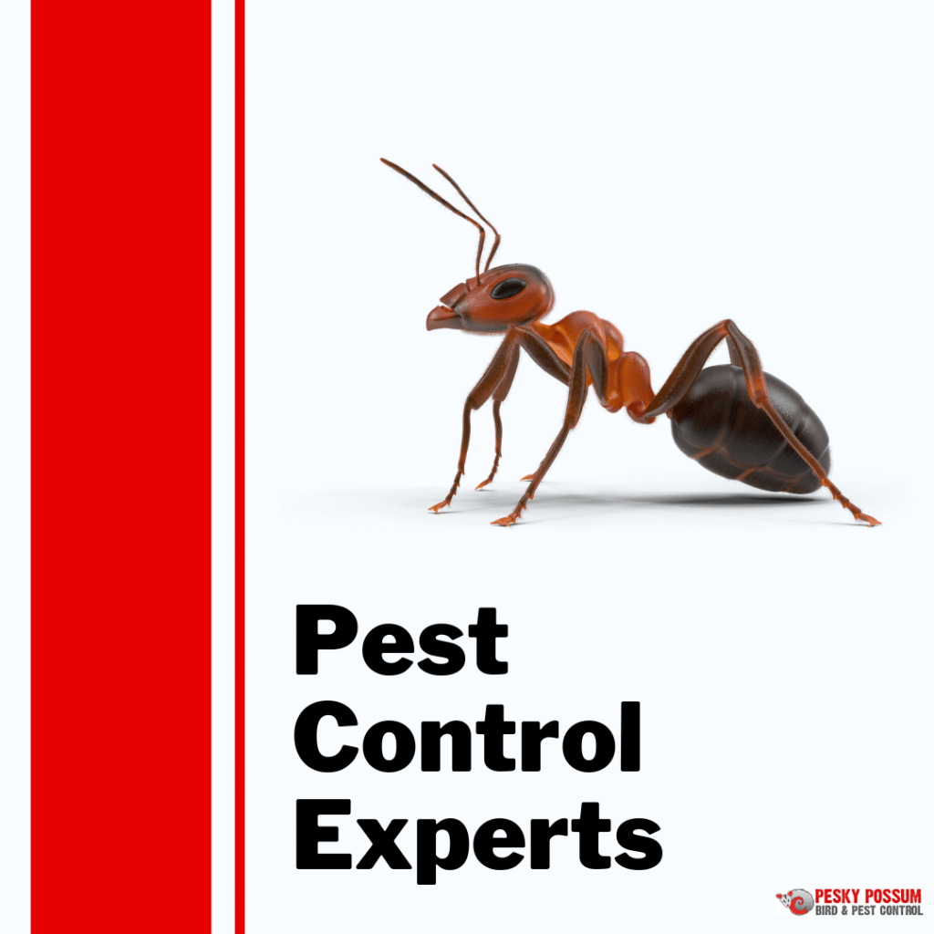 Brisbane pest control | Pesky Possum Bird & Pest Control