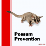 Brisbane possum removal | Pesky Possum Bird & Pest Control