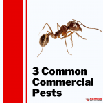 Pesky Possum Bird & Pest Control | 3 Common Commercial Pests