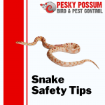 Snake Safety Tips | Pesky Possum Bird & Pest Control