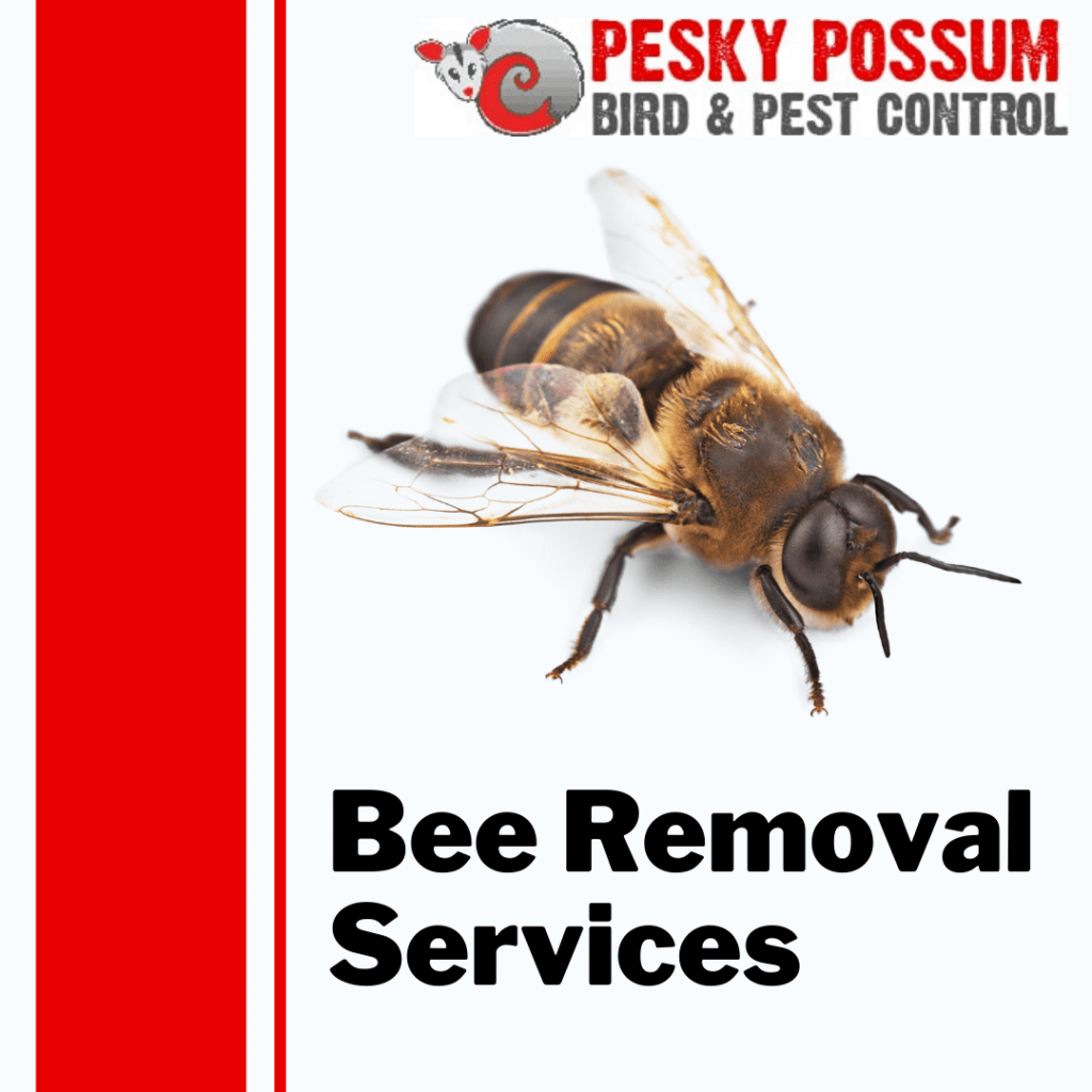 Bee Removal in Brisbane | Pesky Possum Bird & Pest Control