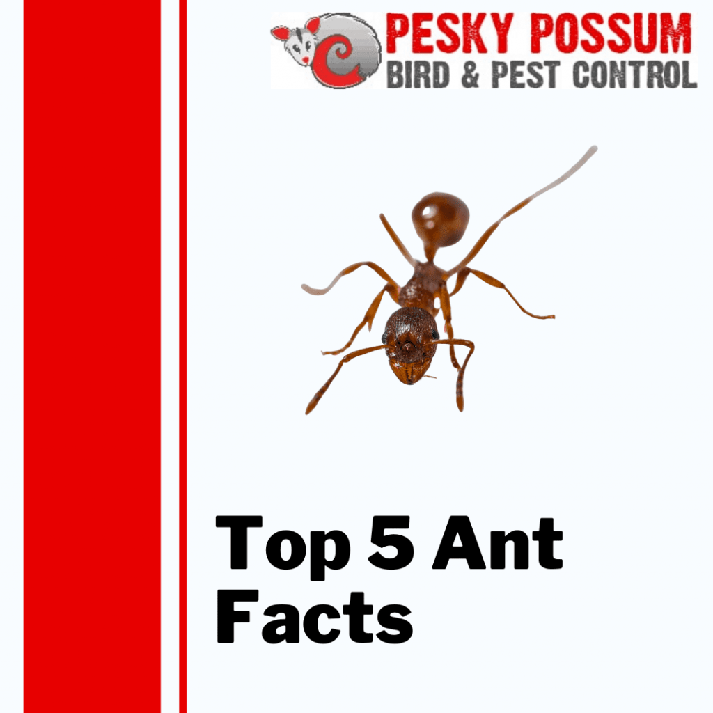 Top 5 Ant Facts | Pesky Possum Bird & Pest Control
