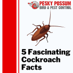 Cockroach Facts | Pesky Possum Bird & Pest Control