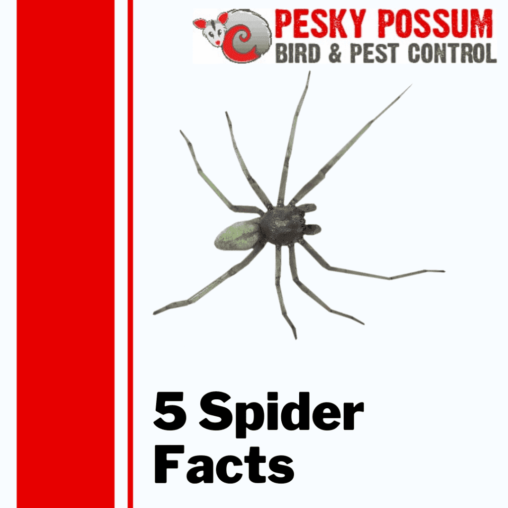 5 Spider Facts | Pesky Possum Bird & Pest Control