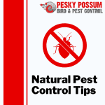 Natural Pest Control Tips | Pesky Possum Bird & Pest Control