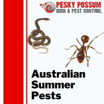 Australian Summer Pests