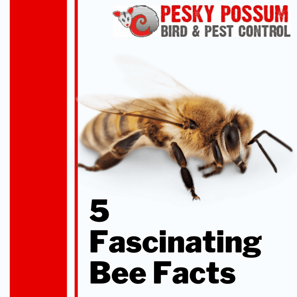 5 Fascinating Bee Facts