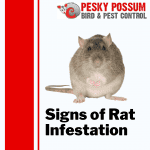 Rat Infestation | Rat Pest Control Brisbane