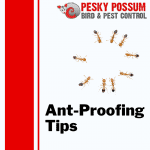 Ant Proofing Tips | Brisbane Pest Control