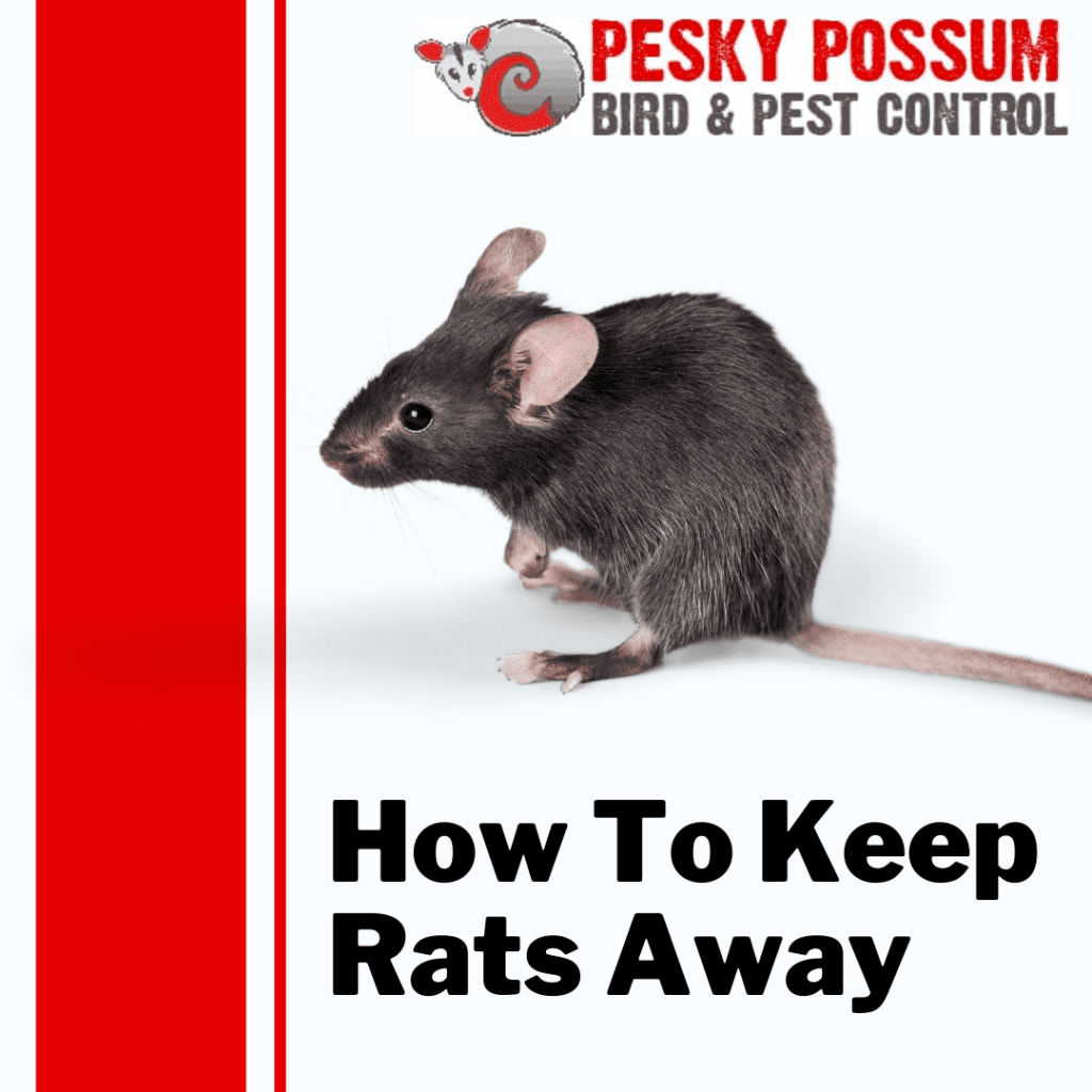 Rat Pest Control | Brisbane Pest Control