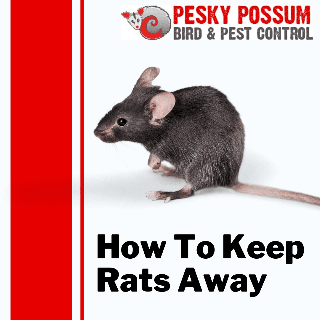 How To Keep Rats Away - Pesky Possum Bird & Pest Control