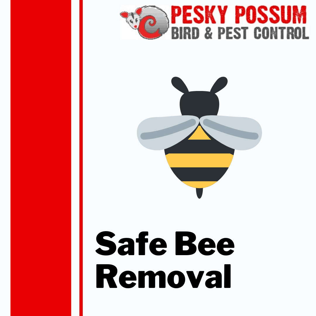 Bee Removal: The Safest Method | Pesky Possum