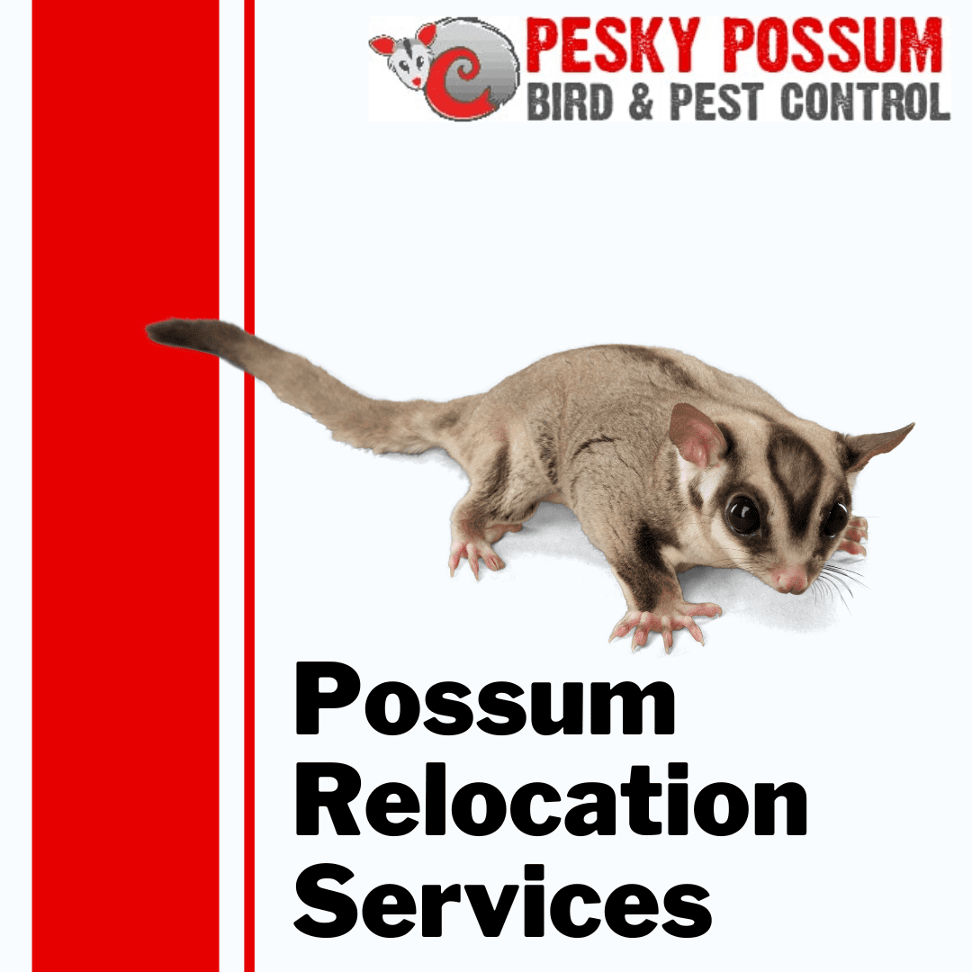Our Possum Removal & Relocation Services