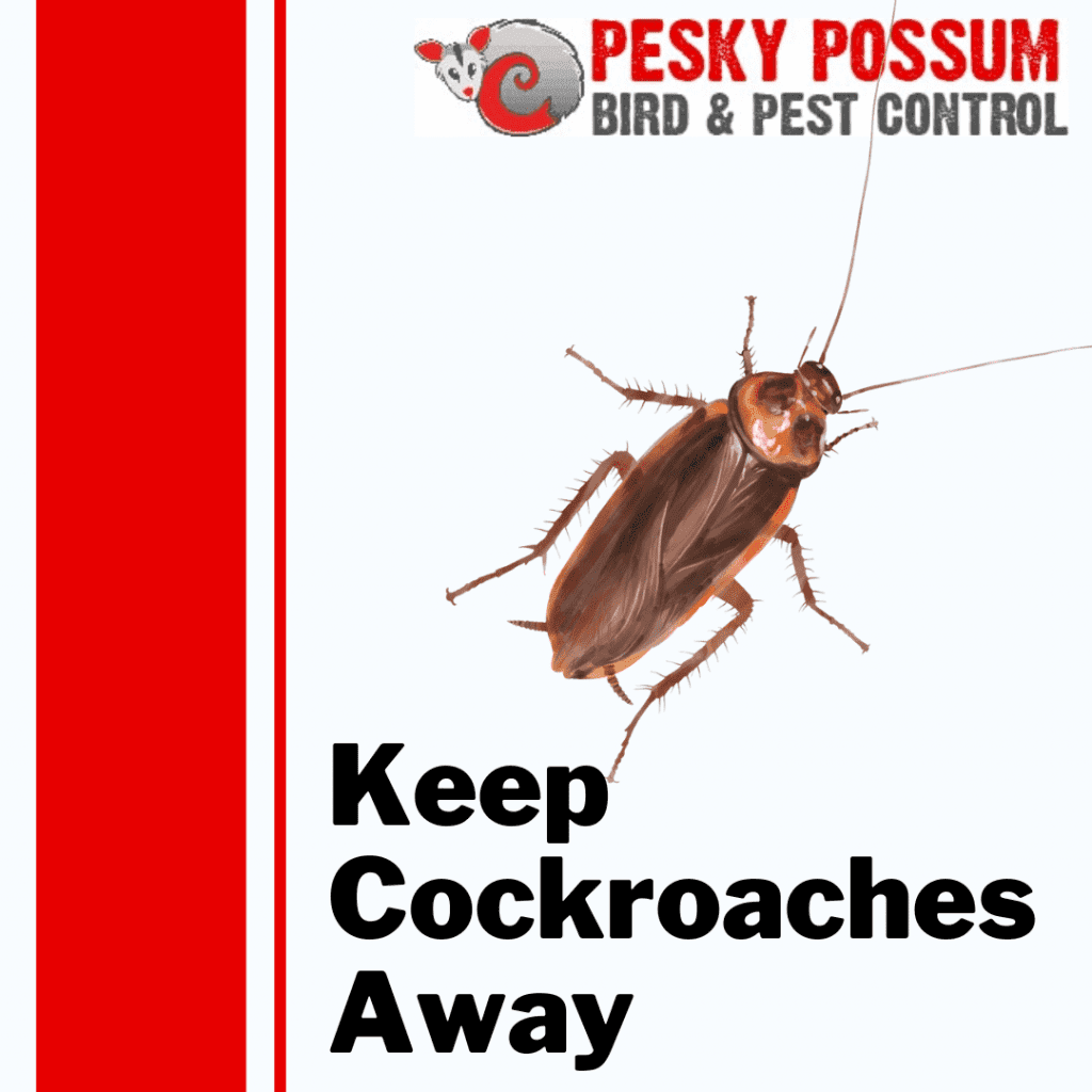 Cockroach Pest Control | How To Keep Cockroaches Away From Your Home