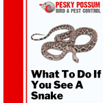 Snake Catchers Brisbane | What To Do If You See A Snake