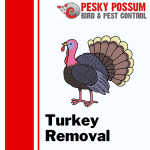 Brisbane Turkey Removal