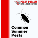 Common Summer Pests