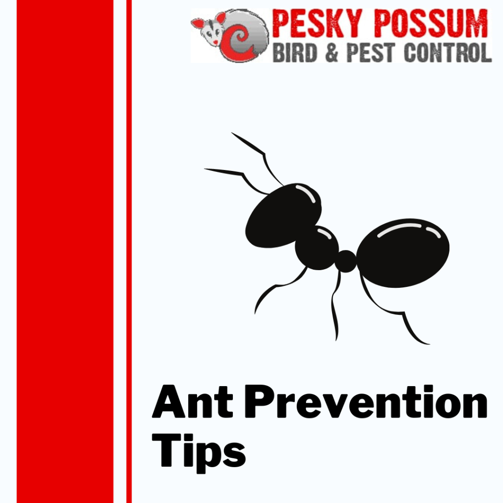 3 Ant Prevention Tips