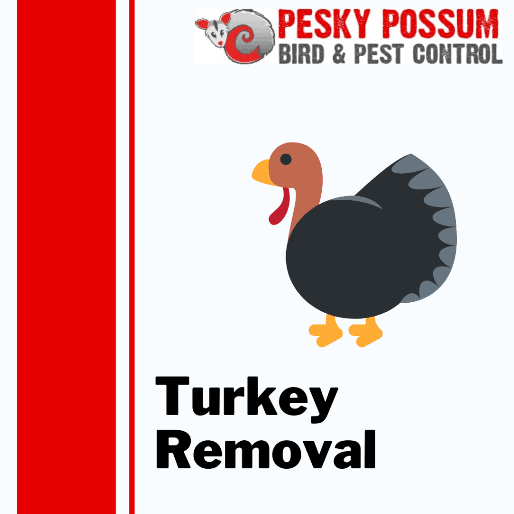 Turkey Removal Service