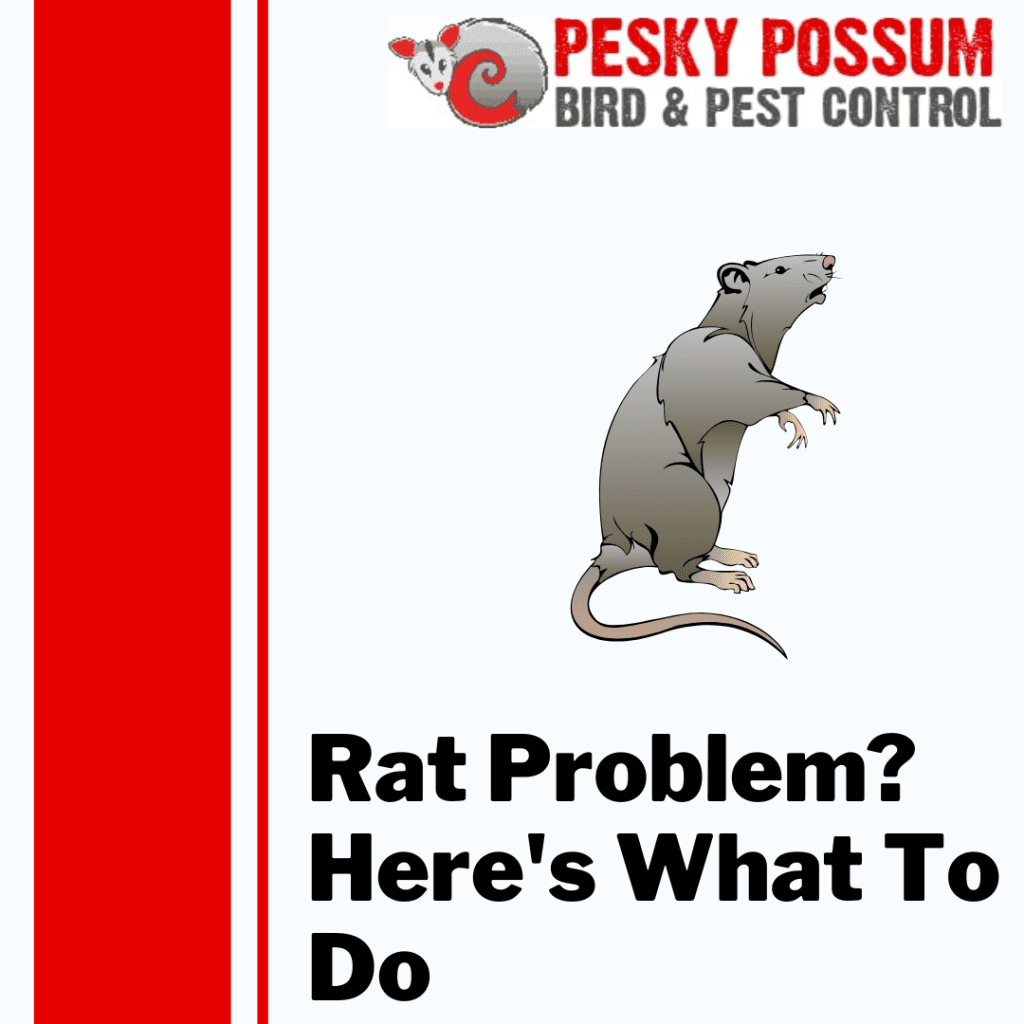 Brisbane Rat Pest Control