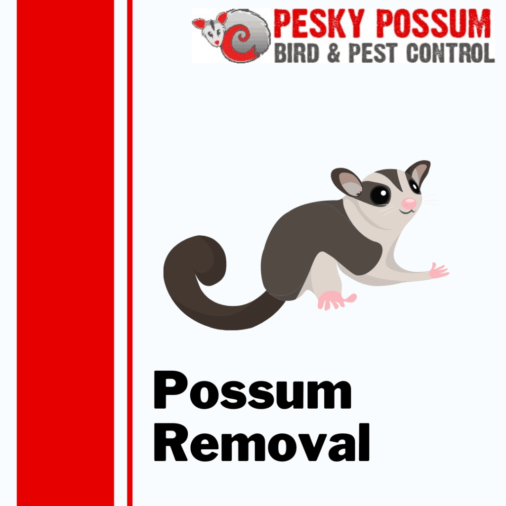 Brisbane Possum Removal