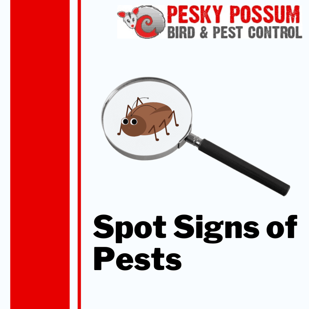 How to Spot Early Signs of a Pest Infestation