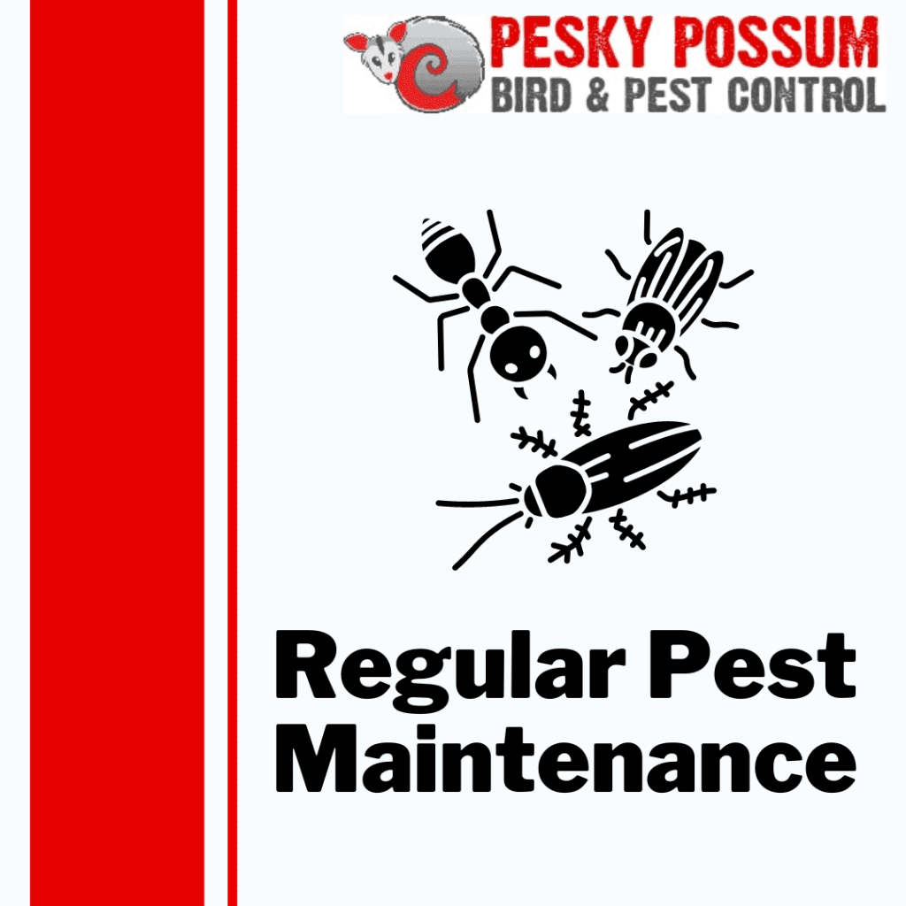 The Benefits of Regular Pest Maintenance for Your Home