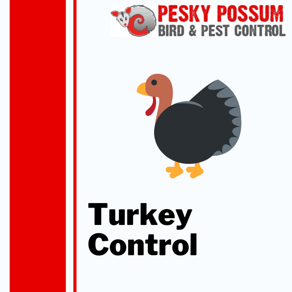 Turkey Control: How to Protect Your Garden