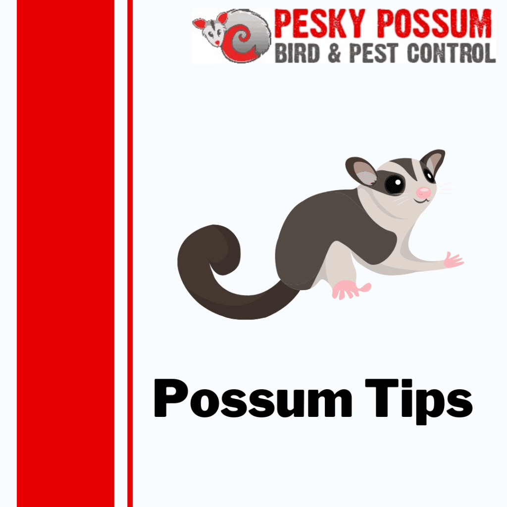 Pesky Possum Removal: Tips and Tricks for Keeping Your Home Safe