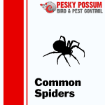 Spider Pest Control | Spider Control: Identifying Common Spiders