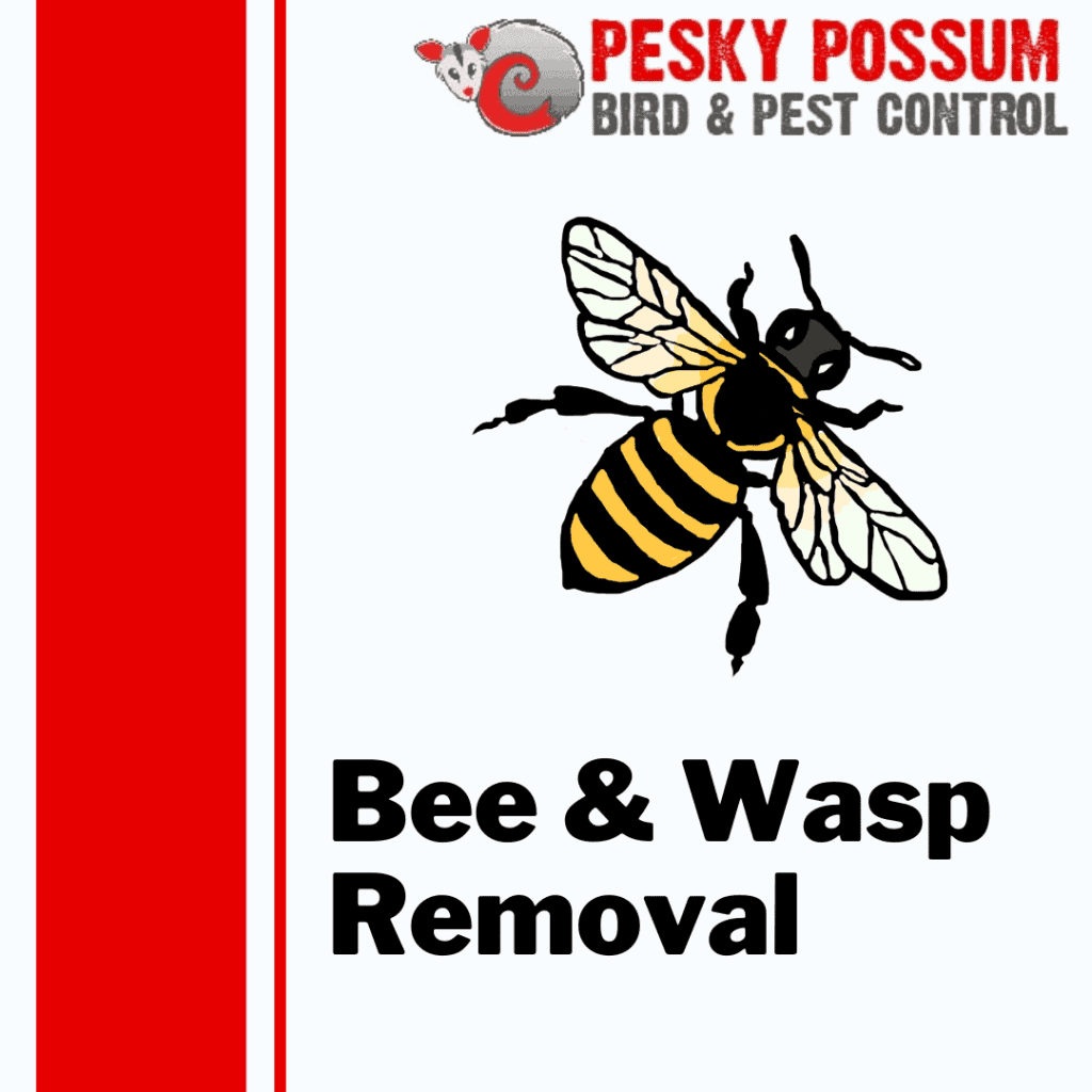 Bee & Wasp Removal | Professional Bee Removal: Why You Should Leave It to the Experts