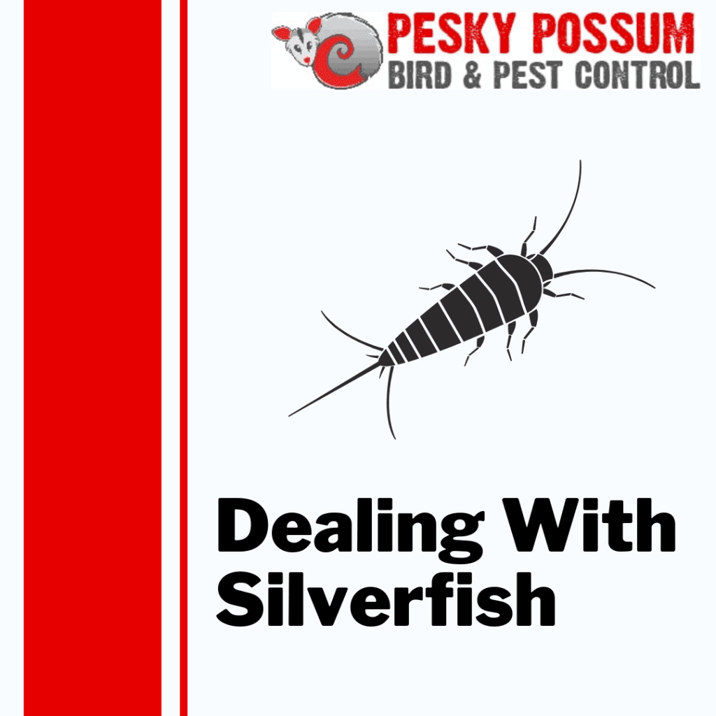 Brisbane Silverfish Pest Control | Dealing with Silverfish: Tips and Tricks