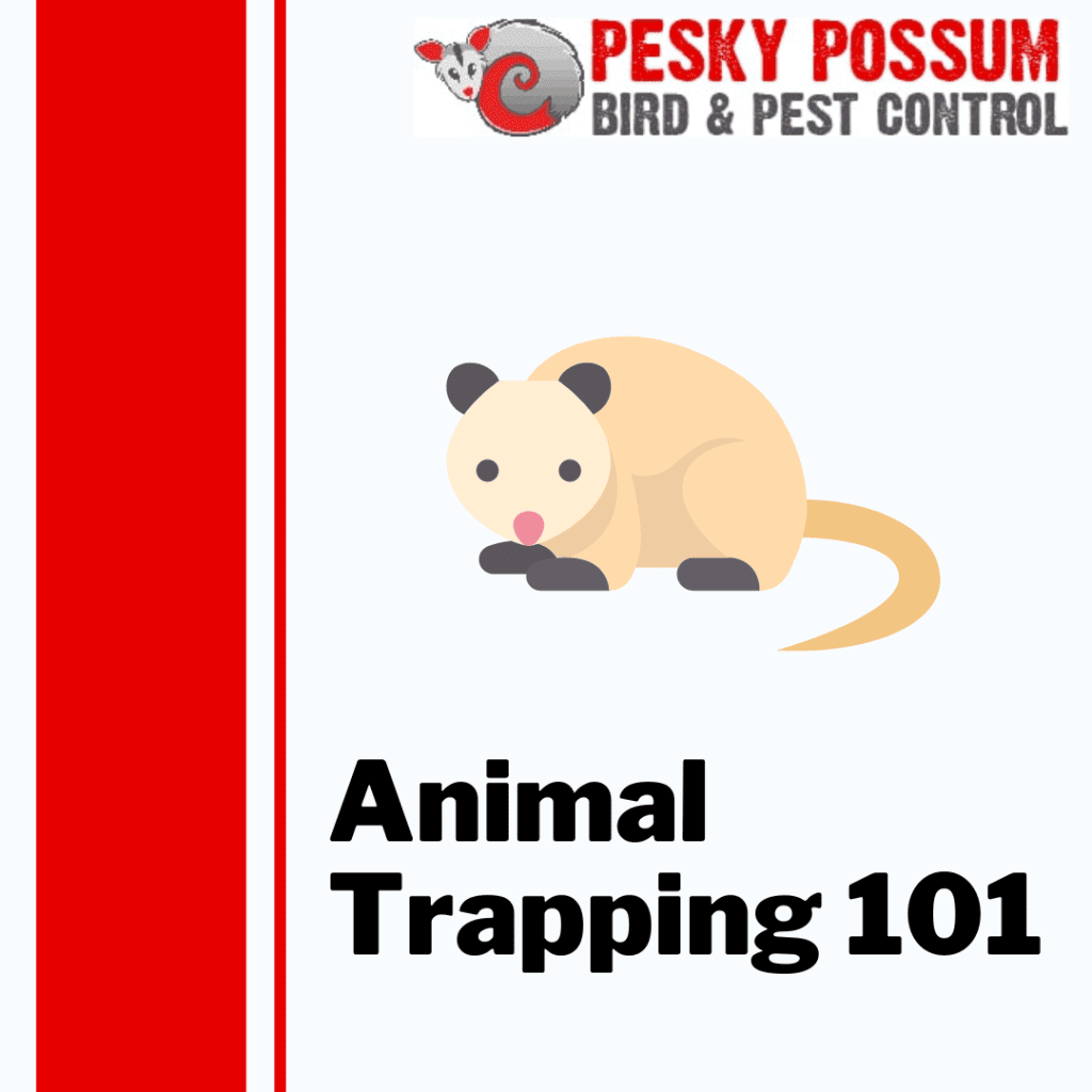 Animal Trapping Brisbane | Animal Trapping 101: A Comprehensive Guide to Safely Trapping Pests